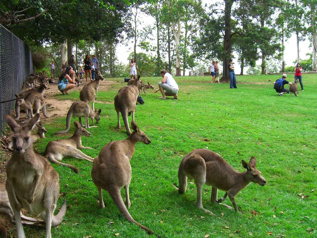 Brisbane Highlights Tour With Koala Sanctuary - Gray Line