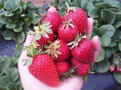 Freshly picked strawberries - Mornington Peninsula Tour