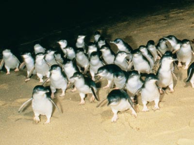 Penguins arriving on Summerland Beach