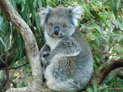 Koala Conservation Centre at the Phillip Island