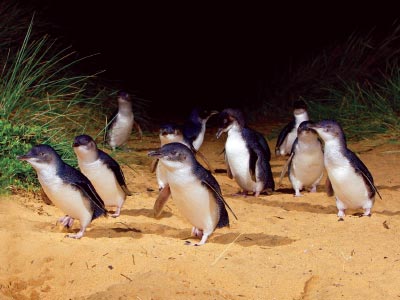 Little Penguins at Penguin Parade on Phillip Island