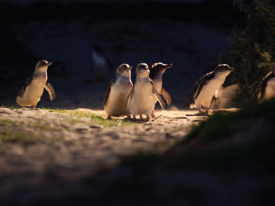 The Penguin Parade, Phillip Island