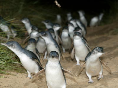 Penguin arrival at the Penguin Parade