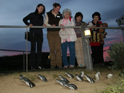 Viewing Penguins from the Penguin Parade boardwalk