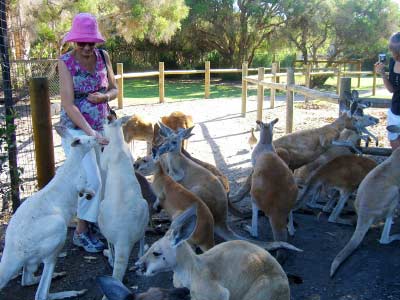 Feeding kangaroo at Caversham Wildlife Park