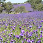Barossa Valley Lavender Farm