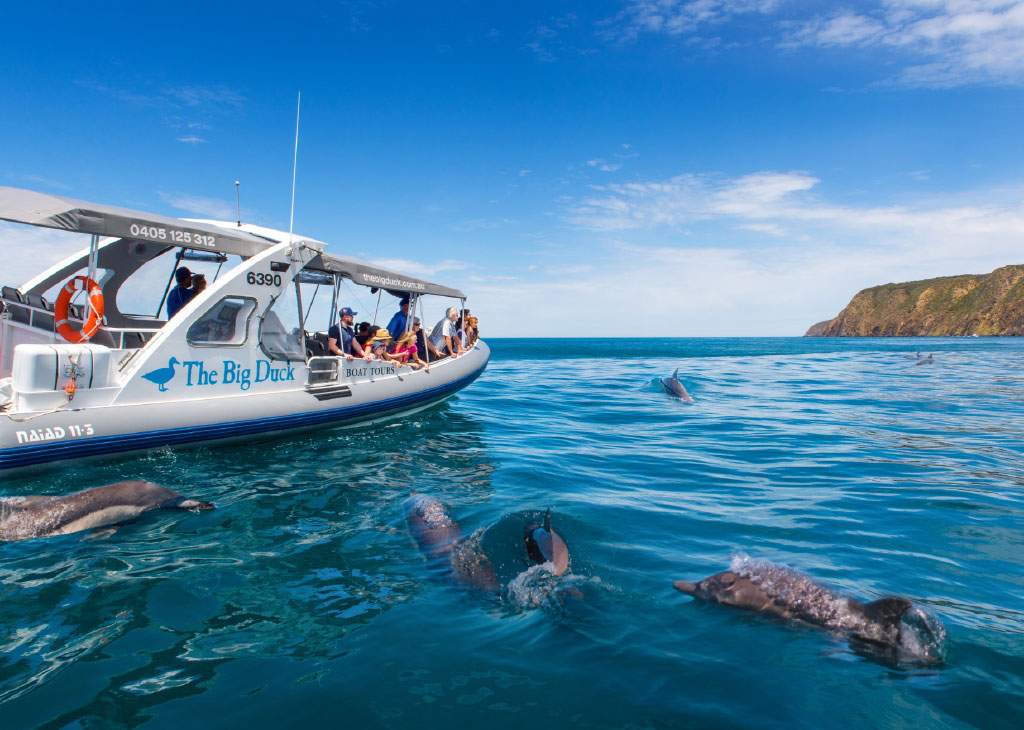 dolphin tours victor harbour