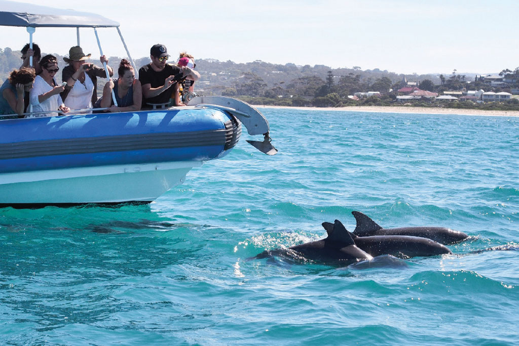 dolphin tours victor harbour