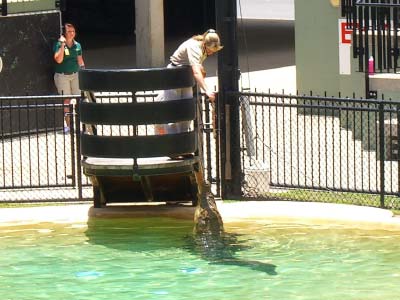 Crocodile feeding at Australia Zoo