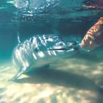 Dolphin feeding day cruise