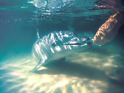Dolphin feeding, Tangalooma Island Resort, Brisbane