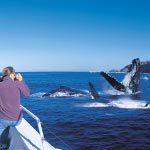 Whale Watching off Moreton Island