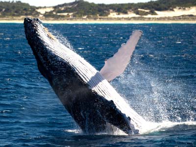 Whale watching, Moreton Island, Bribane