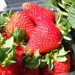 Pick your own strawberries at Sunny Ridge Strawberry Farm