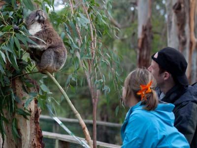 Koala Spotting at the Koala Conservation Centre