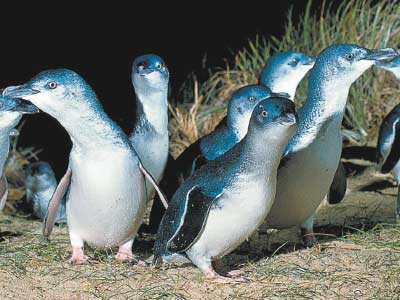 Little Penguins at the Penguin Parade