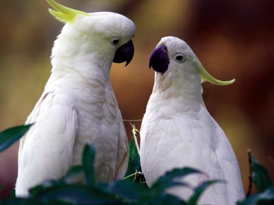 Cockatoos in the Blue Dandenongs
