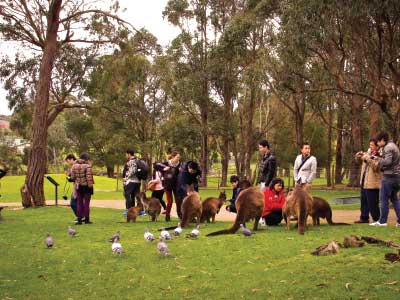 Feeding Kangaroos at Ballarat Wildlife Park