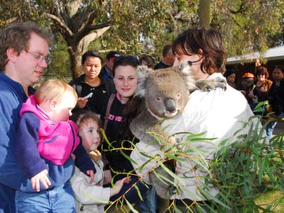Koala at Ballarat Wildlife Park