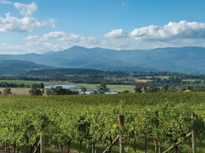 The Yarra Valley on Gray Line winery tour