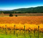 Yarra Valley winery vineyard with golden yellow vines