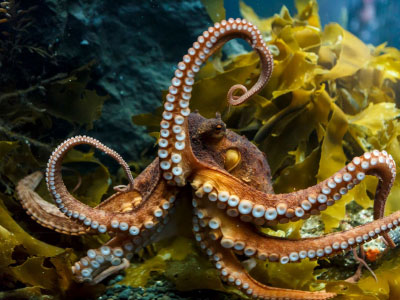 Kelly Tarltons Sea Life Aquarium, Octopus