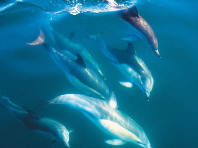 Dolphins at Bay of Islands