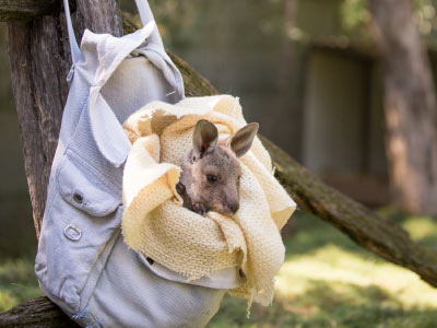Kangaroo Joey in pouch