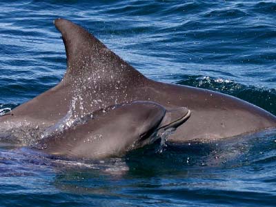 Dolphin mother and calf, Port Stephens