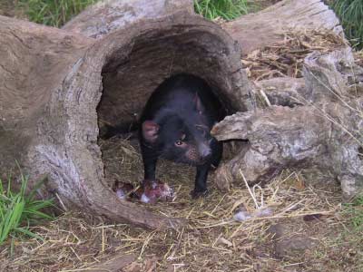 Tasmanian Devil in its home