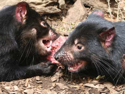 Tasmanian Devil feeding