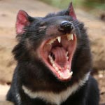 Tasmanian Devil at Bonorong Wildlife Sanctuary