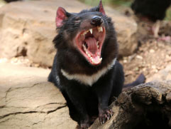 Tasmanian Devil Yawning