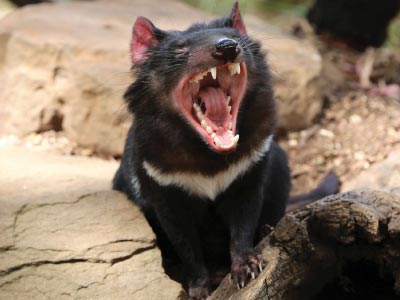 Tasmanian Devil at Bonorong Wildlife Sanctuary